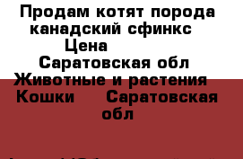 Продам котят порода канадский сфинкс › Цена ­ 3 000 - Саратовская обл. Животные и растения » Кошки   . Саратовская обл.